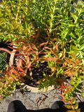 Crassula Campfire Cuttings – 4 Fresh 1-2" Succulent Stems with Bright Red-Green Foliage | Easy to Root, Colorful Succulent Propagation