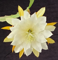 Epiphyllum ‘Golden Pearl’ Rooted Cutting – Rare Orchid Cactus Hybrid with Yellow Blooms, Easy Indoor Houseplant for Hanging Baskets