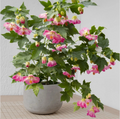 Pink Abutilon Flowering Maple Live Starter Plant, Small Rooted Shrub for Patio, Garden & Containers, Abutilon hybridum