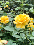 Yellow Texas Rose Cuttings – Unrooted 6–8" Flowering Shrub for Propagation Rosa spp.