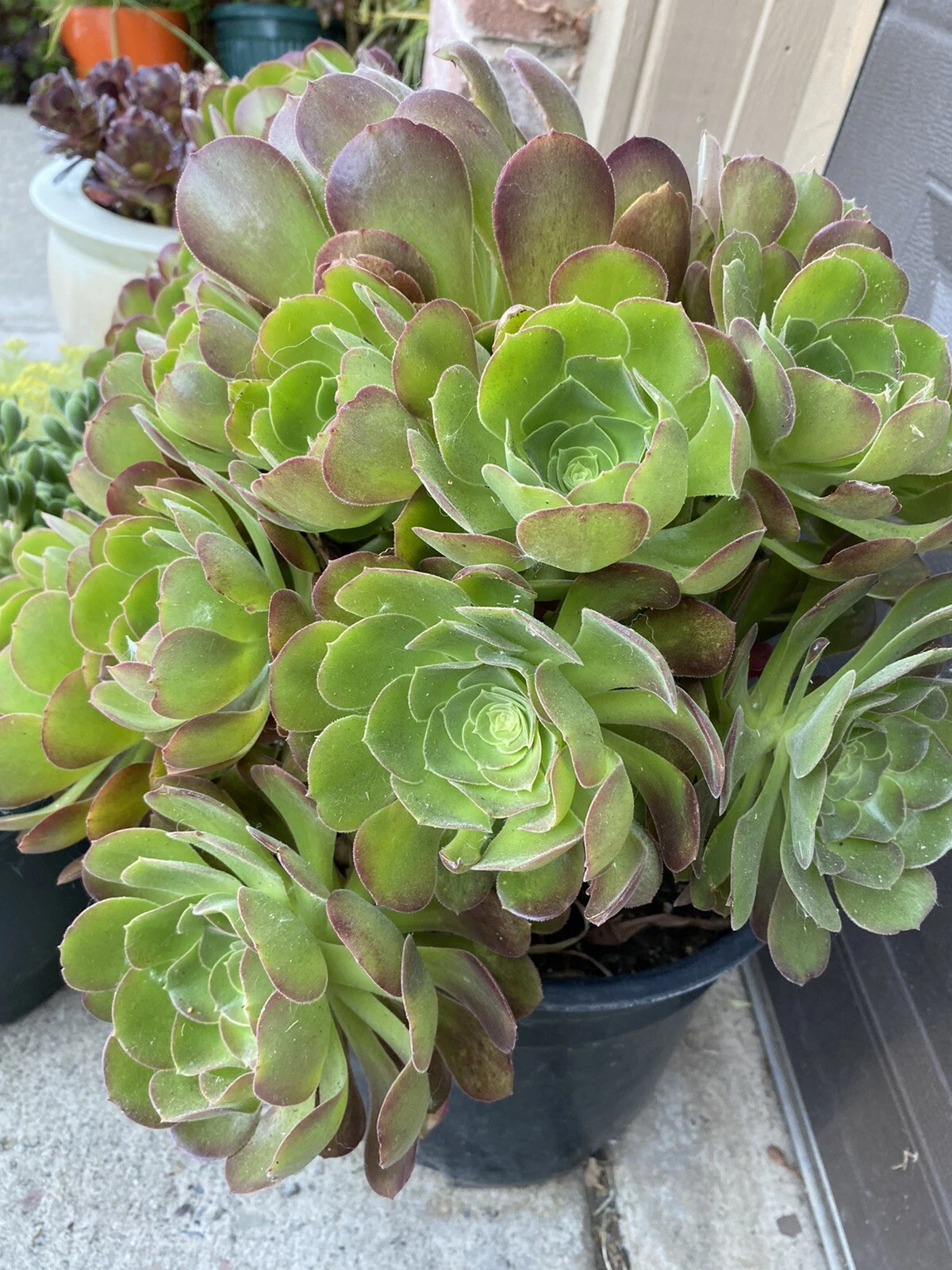 Aeonium Succulent Cuttings – 5 Pieces, 3-Inch Rosettes, Mixed Varieties, Easy to Root, Drought-Tolerant, Ornamental Foliage