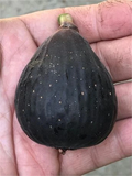 Violette de Bordeaux Fig Cutting – Hardwood Stem with 3+ Nodes, Over 8 Inches, Rooting Plant, Ficus carica, Fruit Tree