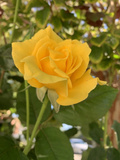 Radiant Perfume Rose Unrooted Cuttings – Large Yellow Fragrant Rose Stems for Propagation, Garden Planting, Rosa Cultivar