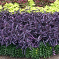 Live Purple Wandering Jew Cuttings – 10 Tradescantia zebrina Trailing Plants for Indoor & Hanging Baskets