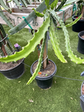 Baby Cerado Dragon Fruit Cutting – 8–12 Inch Unrooted Pitaya Stem for Propagation, Tropical Climbing Cactus, Selenicereus sp.