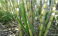 Rooted Sugarcane Cuttings – 5 Live Saccharum officinarum Plants for Tropical Gardens and Containers