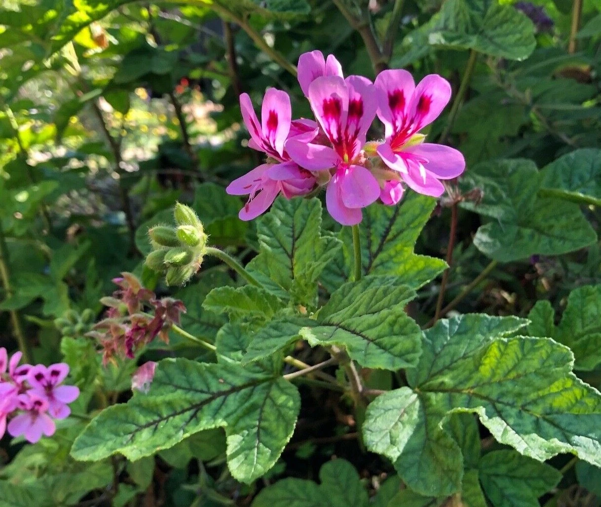 Lavender Pink Pepper Scented Geranium – 4 Pelargonium Cuttings, 6" Live Stems for Rooting & Fragrant Garden