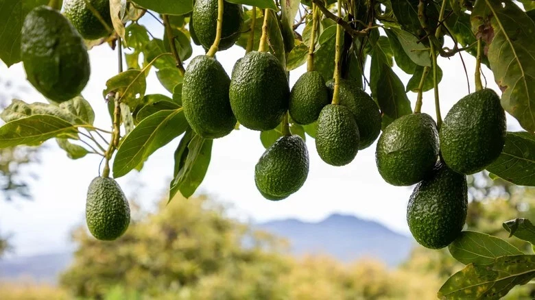 Rare Cleopatra Avocado Grafting Scions – 5 Wax-Dipped Cuttings for Grafting, Persea americana, Fruit Tree Propagation