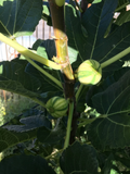 Unrooted Fig Cuttings - Bordissot Blanca Rimada Variegated Ficus carica for Grafting or Rooting