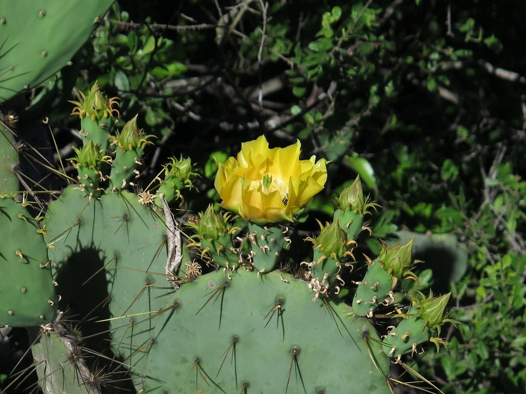 Engelmann’s Prickly Pear Cactus Cutting – Opuntia Engelmannii Live Cactus Pad for Planting