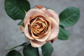 Cappuccino Rose Cuttings – 3 Unrooted Hybrid Tea Rose Stems for Rooting or Grafting – Rare Brown-Toned Flowering Shrub Rosa