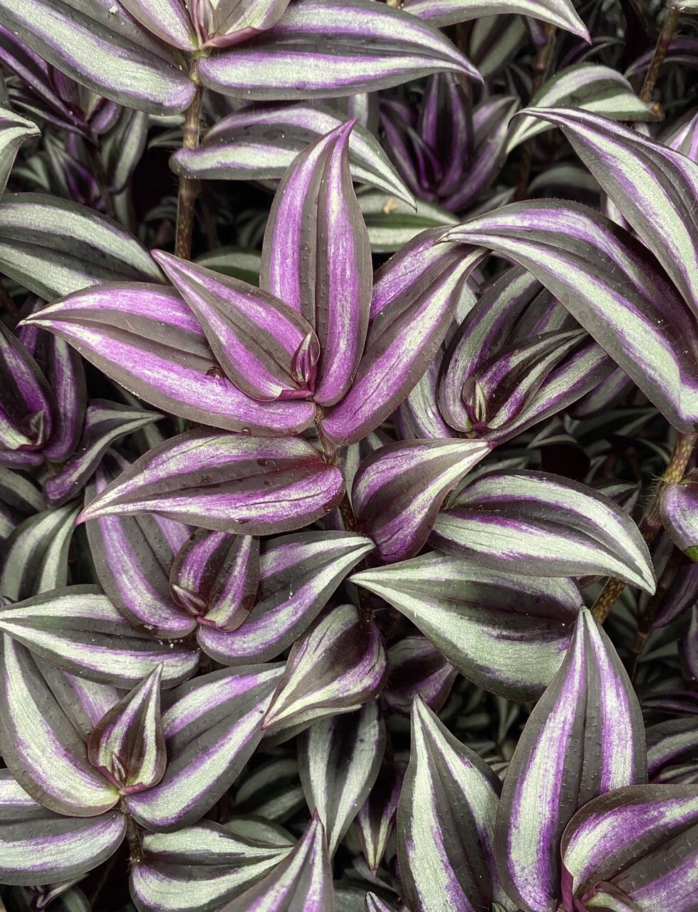 Tradescantia Zebrina Cuttings – 5 Organic Wandering Jew Stems, Live Purple-Silver Trailing Plant Starts for Indoor or Hanging Pots