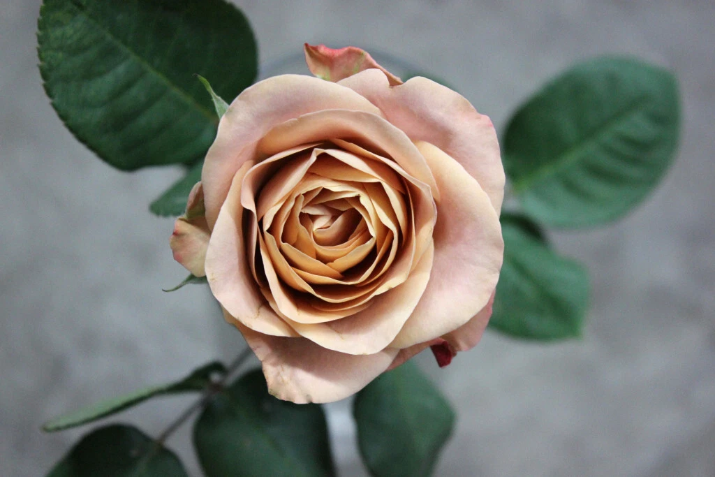 Cappuccino Rose Cuttings – 3 Unrooted Hybrid Tea Rose Stems for Rooting or Grafting – Rare Brown-Toned Flowering Shrub Rosa