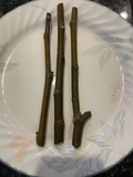 Fig Cuttings – 3 Organic Sucrette Ficus Carica Mid-Season Variety for Propagation