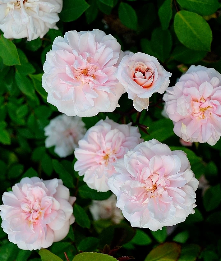 Cecile Brunner Rose Cuttings – 8 Fresh Heirloom Pink Climbing Bush Stem for Rooting Rosa × cécile brunner