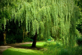 Weeping Willow Cuttings – 12 Unrooted White Willow Salix Branches for Fast Growing Shade Trees & Landscaping