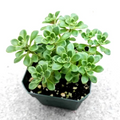 Aeonium Irish Bouquet – Live 2-Inch Succulent Plant, Compact Rosette, Green Foliage, for Pots, Rock Gardens & Arrangements
