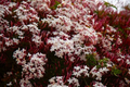 Pink Jasmine Plant – Jasminum polyanthum Rooted Starter, Fragrant Climbing Vine with Pink Buds and White Blooms