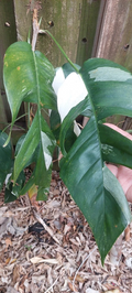 Epipremnum Pinnatum Marble Cutting – Live Variegated Stem Cutting, Rare Aroid Plant for Propagation, Fast-Growing Indoor Vine