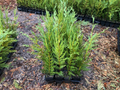 Leyland Cypress Live Plants – 12–18 Inch Trees in Pots, Box of 25, Evergreen Privacy Tree for Planting
