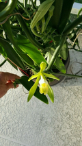 Vanilla Bean Orchid Cutting – 12" Fresh Vanilla planifolia Vine | Live Plant Starter for Indoor or Greenhouse Growing