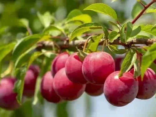 Plum Tree Cuttings – 6 Fresh Unrooted Stems + 1 Free – Organic Prunus Domestica for Rooting