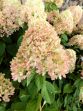 Hydrangea paniculata Limelight Hardy Hydrangea Cuttings – 10 Unrooted Stems, 8-10 Inches for Propagation and Landscape Planting