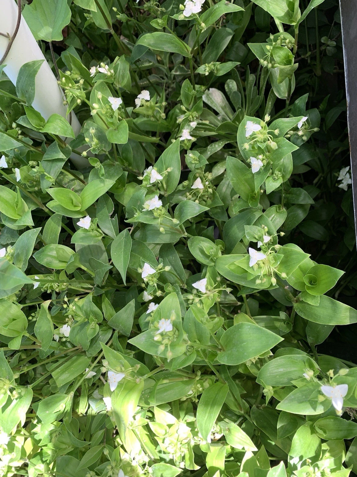 Tradescantia Green Cuttings – 100 Fresh Wandering Jew Stems, Fast-Growing Indoor Houseplant Cuttings for Rooting & Propagation