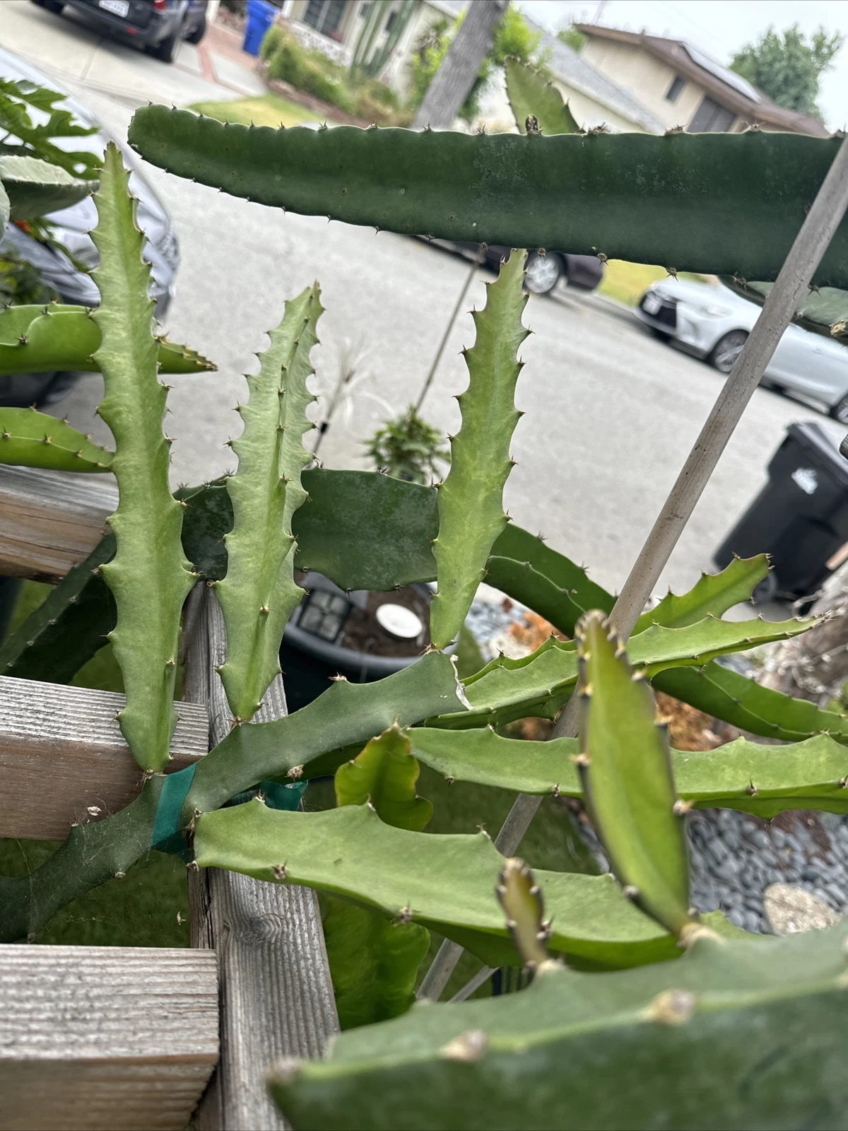 Desert King Dragon Fruit Cutting – 8-12 Inches, Vigorous Climbing Cactus, Hylocereus Spp., for Trellis & Warm Climate Gardens