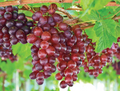 Catawba Red Grape Vine – Live Rooted Vitis labrusca Plant for Wine, Juice & Jelly, Organic Hardy Fruit Vine for Garden & Edible Landscape