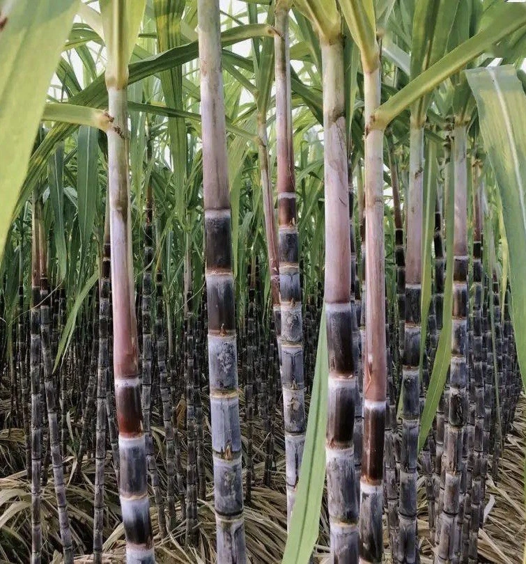5 Dark Purple Sugarcane Cuttings – Fresh 8–12” Stalk Pieces Ready to Plant, Sweet Varietal for Home Growing