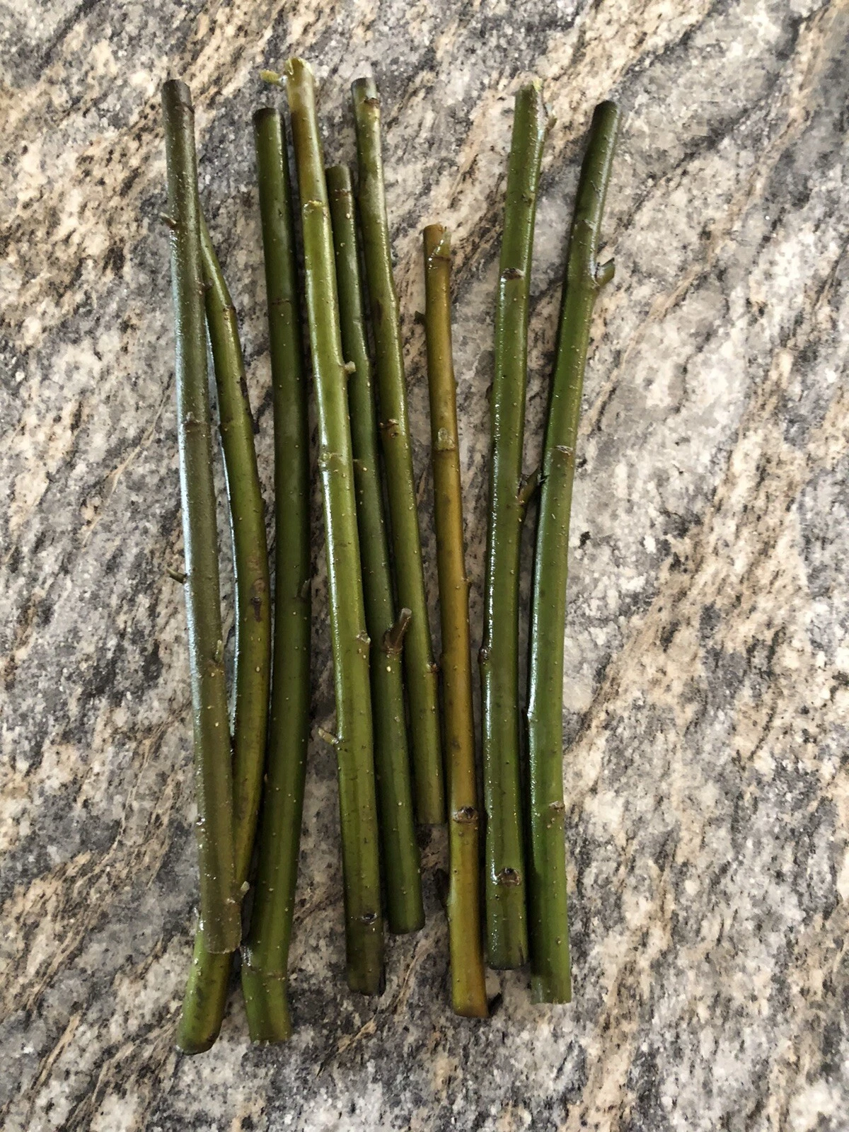 Austree Willow Hybrid Live Cuttings – 60 Unrooted Salix spp. Stems for Outdoor Planting and Propagation