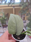 Rooted Scindapsus Platinum Java Silver Hero Houseplant in 2.5" Pot, Silver Leaf Aroid, Easy-Care Indoor Plant