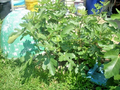 Maltese Falcon Fig Tree Cuttings – 5 Unrooted Ficus carica ‘Maltese Falcon’ Rain Tolerant Fruit Tree Propagation