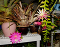 Zig Zag Cactus Cuttings – Cryptocereus anthonyanus – 2 Large Live Propagation Cuttings for Hanging Planters