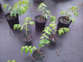 Muntingia calabura Strawberry Tree Live Starter Plants – Fast-Growing Tropical Fruit Tree for Planting