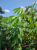 Red Cassava Cuttings – 15 Live Manihot Esculenta Cuttings, 9–12 Inch Yuca Stems for Planting