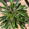 Variegated False Aralia Plants Set of 2 | Plerandra elegantissima | Tropical Indoor Houseplants in 2" Pots