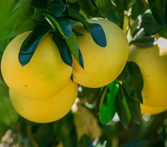 Red Fleshed Pomelo Scion Cuttings – 3 Citrus maxima Tree Sticks 6–8 Inch Long for Rooting or Grafting