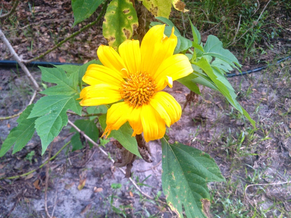 Tithonia diversifolia Mexican Tree Sunflower Cuttings – Fast-Growing Pollinator Shrub for Gardens & Landscaping