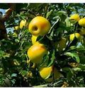 Golden Delicious Apple Tree Scion Cuttings – 7 Fresh Grafting Wood for Fruit Propagation, Malus domestica