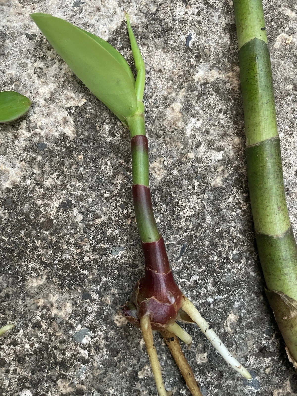 Yellow Spiral Ginger Cutting | Dimerocostus strobilaceus | Hawaii Grown Ornamental Tropical Plant for Gardens & Landscaping