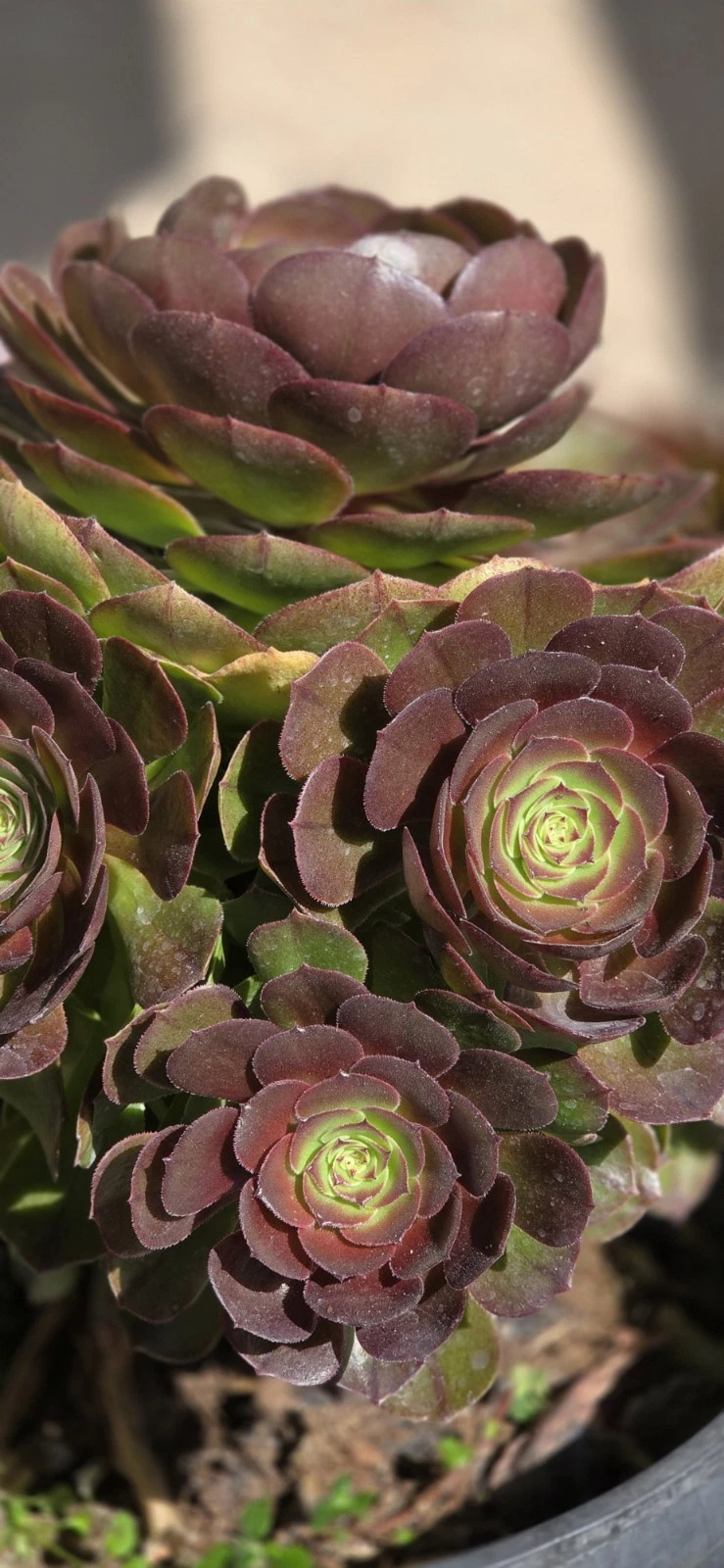Aeonium ‘Halloween’ Succulent Cutting – Rare Dark Foliage Rosette for Propagation, Indoor or Outdoor Growing