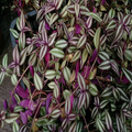 Tradescantia zebrina Cuttings – 10 Purple and Silver Striped Stems for Rooting & Indoor Trailing Plants