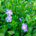 Rooted Vinca Major Cuttings – 10 Live Purple Flower Groundcover Plants, Trailing Vine, 15–20 Inches, Periwinkle, Vinca major