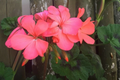Orange Pink Zonal Geranium Live Plants – 4 Starter Cuttings 6 Inch, Pelargonium Hortorum Flowering Plant