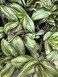 Tradescantia Zebrina Red Gem Cuttings – 5 True Propagation Cuttings for Rooting, Indoor Houseplant, Trailing Vining, Bright Indirect Light