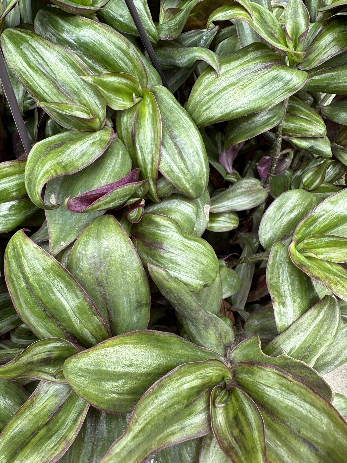 Tradescantia Zebrina Red Gem Cuttings – 5 True Propagation Cuttings for Rooting, Indoor Houseplant, Trailing Vining, Bright Indirect Light
