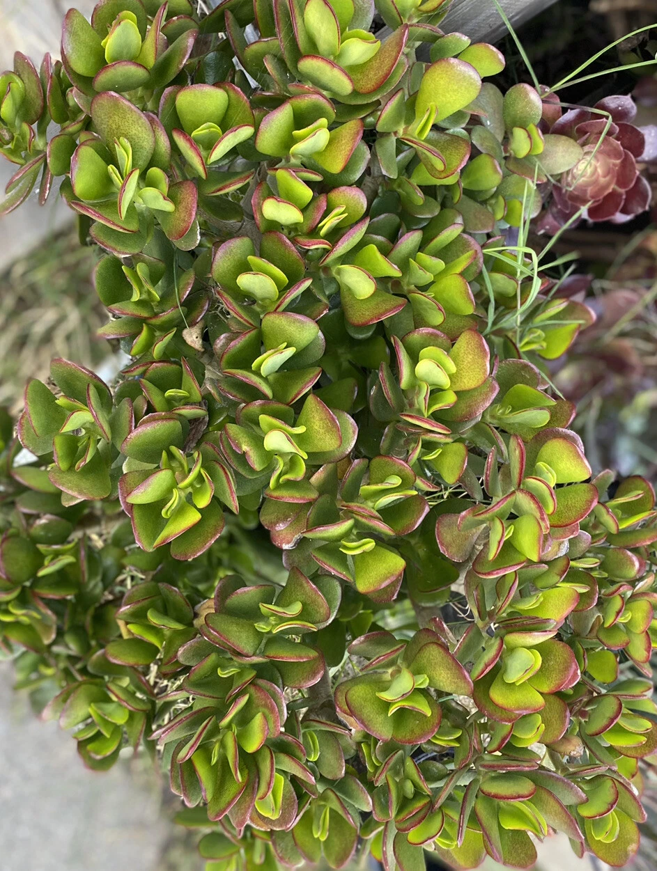 Crassula Ovata Jade Plant Cuttings – 5 Unrooted Succulent Propagation Cuttings, 3–5 Inches, Green Foliage, Easy Care Indoor Houseplant