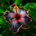 Hibiscus moscheutos Cuttings – 7 Unrooted Starter Stems for Hardy Perennial Mallow Plant, Large Summer Blooms
